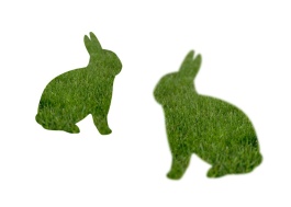 Grassy Rabbits