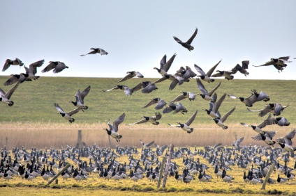 Geese in Ameland, Photo by Frans Schouwenburg